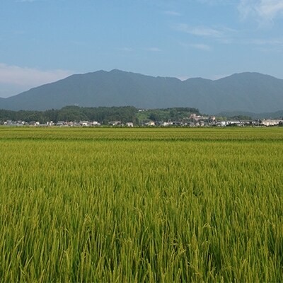 【令和元年産】平成30年新嘗祭献上「伊彌彦米」特別栽培米コシヒカリ10kg