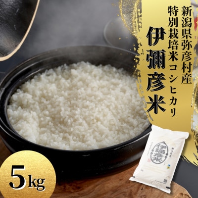 令和6年産 特別栽培米コシヒカリ「伊彌彦米」5kg×1袋 新潟県産 精米 弥彦村産