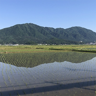 2023年2月発送開始『定期便』【令和4年産】特別栽培米コシヒカリ「伊彌彦米」5kg全6回