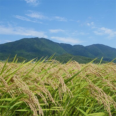 2023年1月発送開始『定期便』【令和4年産】特別栽培米コシヒカリ「伊彌彦米」無洗米5kg全6回