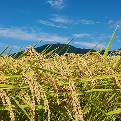 【令和6年産・2018年新嘗祭献上米】無洗米「伊彌彦米」5kg(5kg×1袋) 新潟県 弥彦村
