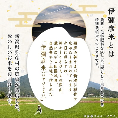 令和6年産特別栽培米コシヒカリ「伊彌彦米」10kg  ブランド米 新潟県 弥彦村