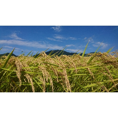 令和5年産特別栽培米コシヒカリ「伊彌彦米」精米　10kg(5kg×2)