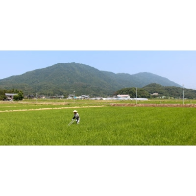 令和5年産特別栽培米コシヒカリ「伊彌彦米」精米　10kg(5kg×2)