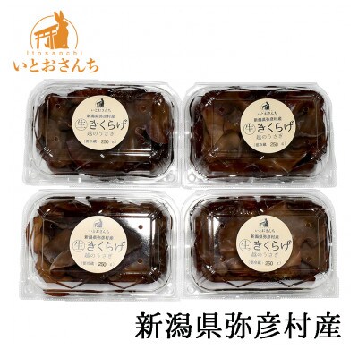 新潟県弥彦村産　越のうさぎ 生きくらげ(250g×4パック)