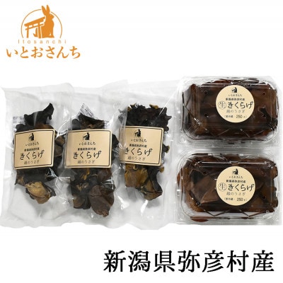 新潟県弥彦村産　越のうさぎ 　生きくらげ250g×2、乾燥きくらげ25g×3　詰め合せセット