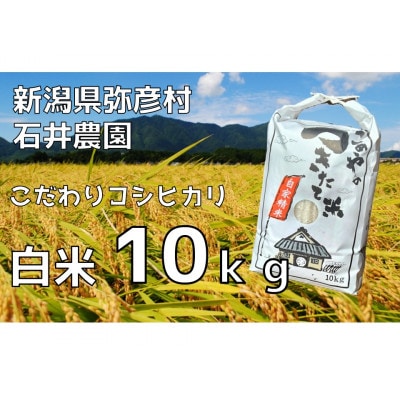 新潟県弥彦村石井農園　令和7年産コシヒカリ【白米 10kg】