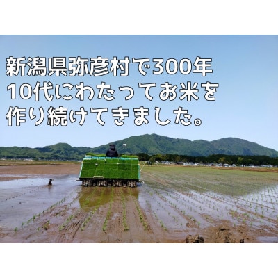 【令和8年産 新米】新県弥彦村石井農園コシヒカリ白米・玄米 食べ比べセット【白米5kg、玄米5kg】