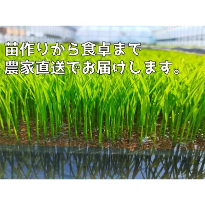 【令和8年産 新米】新県弥彦村石井農園コシヒカリ白米・玄米 食べ比べセット【白米5kg、玄米5kg】