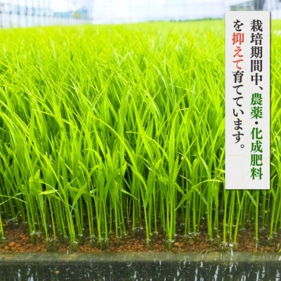 【令和8年産 新米受付】新潟県弥彦村石井農園　コシヒカリ【玄米 20kg】