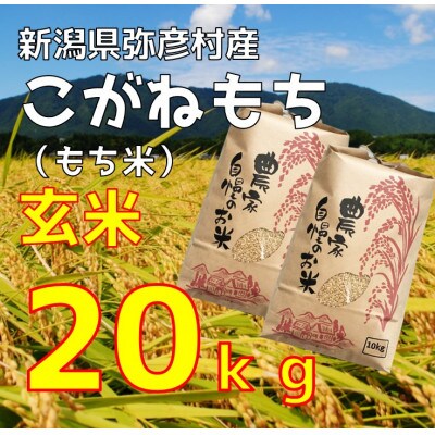 新潟県弥彦村石井農園　令和7年産 こがねもち【玄米 20kg】玄米もち、玄米おはぎ、玄米おこわ等に