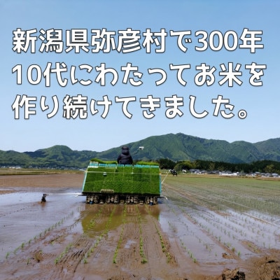 令和8年産 新米こがねもち【玄米10kg】新潟県弥彦村 石井農玄米もち、玄米おはぎ、玄米おこわ等に
