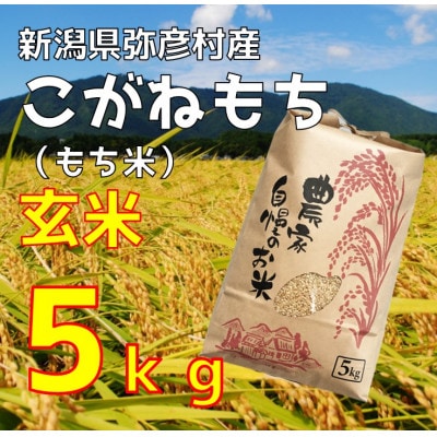 新潟県弥彦村石井農園　令和7年産 こがねもち【玄米 5kg】玄米もち、玄米おはぎ、玄米おこわ等に