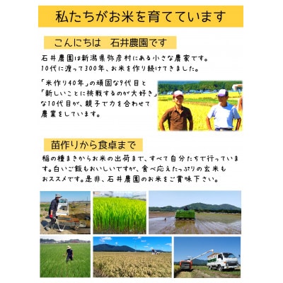 新潟県弥彦村石井農園　令和7年産 こがねもち【玄米 5kg】玄米もち、玄米おはぎ、玄米おこわ等に
