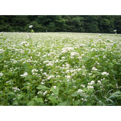 そば焼酎 堤の花雫 720ml 2本セット お酒 蕎麦 焼酎 プレミアム H