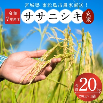 【 令和7年産】【新米】宮城県産東松島市農家直送 ササニシキ 玄米 20kg × 1袋