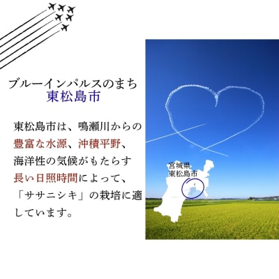 【 令和7年産】【新米】宮城県産東松島市農家直送 ササニシキ 玄米 20kg × 1袋
