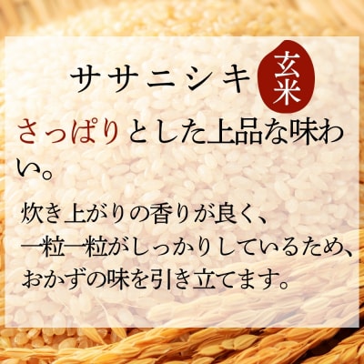 【 令和7年産】【新米】宮城県産東松島市農家直送 ササニシキ 玄米 20kg × 1袋