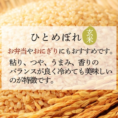 【令和7年産】【新米】 ひとめぼれ 玄米 20kg × 1袋 宮城県産東松島市農家直送 