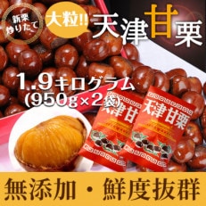 無添加 大粒天津甘栗 1.9kg