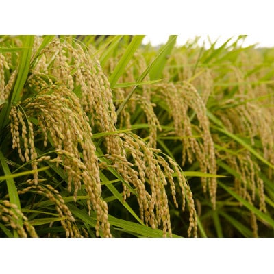 兵庫県神戸市産・令和7年米「コシヒカリ」玄米 5kg