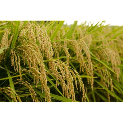 兵庫県神戸市産・令和7年米「コシヒカリ」精米 4.5kg