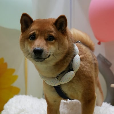 SUO 18°ICE for dogs CANDY　Lサイズ(マルチ)