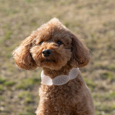 SUO 18°ICE for dogs CANDY　Mサイズ(マルチ)