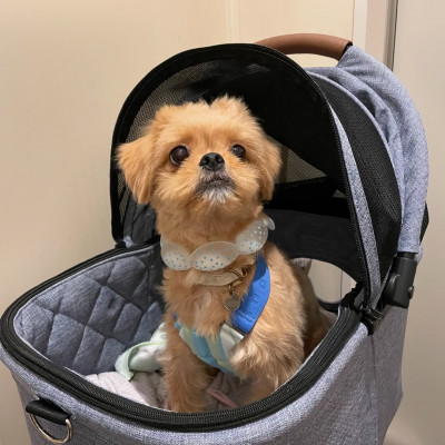 SUO 18°ICE for dogs CANDY　Sサイズ(マルチ)