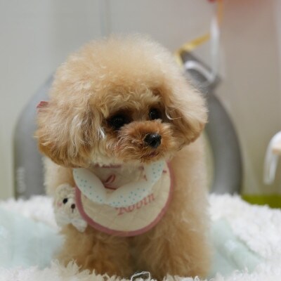 SUO 18°ICE for dogs CANDY　SSサイズ(マルチ)