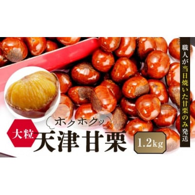 【先行予約】無添加大粒天津甘栗 1.2kg 2026年10月下旬より順次発送