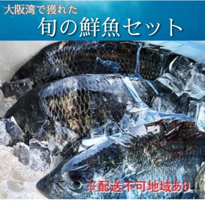 【冷蔵】朝どれ大阪湾で獲れた旬の鮮魚セット　約4kg