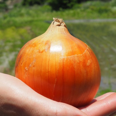 《約3.3kg》藤原農園の泉州たまねぎ　なにわの伝統野菜　サイズ混合