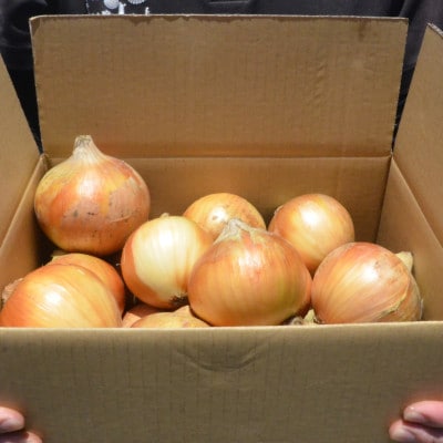 《約5.5kg》藤原農園の泉州たまねぎ　なにわの伝統野菜　サイズ混合