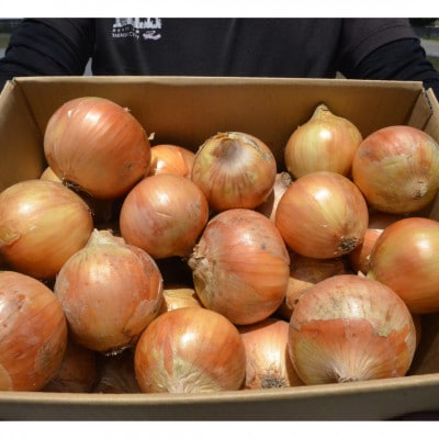 《約11kg》藤原農園の泉州たまねぎ　なにわの伝統野菜　サイズ混合
