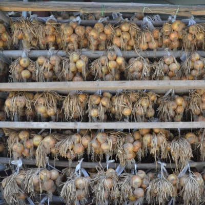 《約11kg》藤原農園の泉州たまねぎ　なにわの伝統野菜　サイズ混合