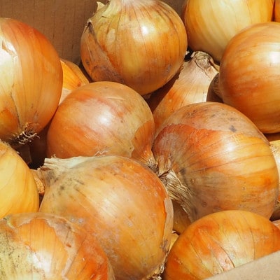 《約4.5kg》藤原農園の泉州たまねぎ　なにわの伝統野菜　サイズ混合