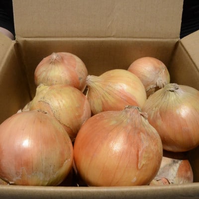《約4.5kg》藤原農園の泉州たまねぎ　なにわの伝統野菜　サイズ混合