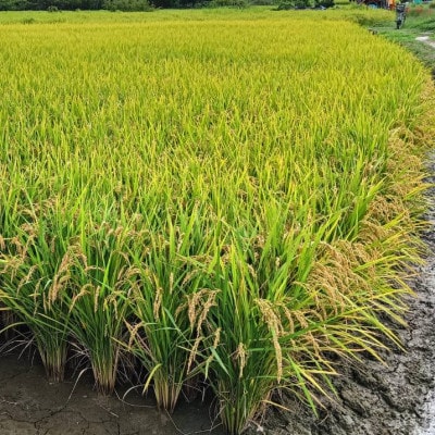 【数量限定】ひのひかり玄米30kg