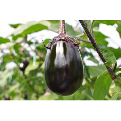 (6個入り)福田農園　泉州水なす(生)