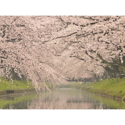 大口町五条川遊覧船　親子ペア乗船券(引換券)