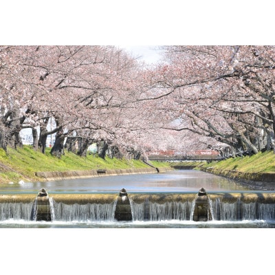 大口町五条川遊覧船　親子ペア乗船券(引換券)