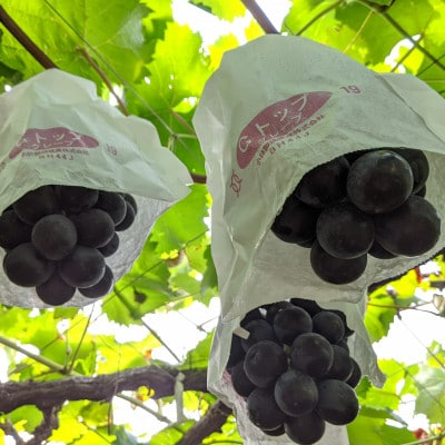 【種なし】巨峰2房+旬のぶどうの食べ比べ約2kgセット