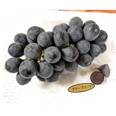 【毎週定期便】【種なし】巨峰2房+旬のぶどうの食べ比べ約2kgセット全4回