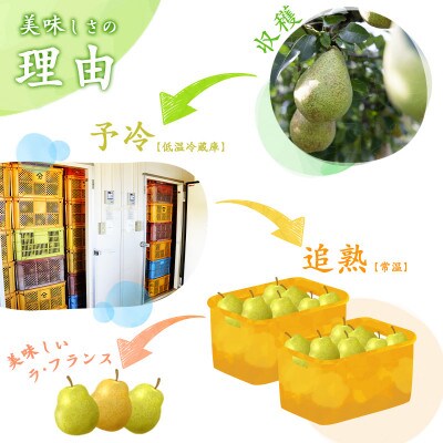 洋梨 ラ・フランス 3kg 秀品 サイズお任せ(2Lサイズ以上)(OT001)