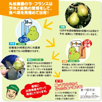 山形県産「追熟 ラ・フランス」3kg(8～11玉)【山形セレクション認定品】