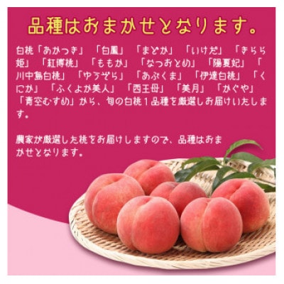 山形の白桃 5kg(13～20玉) 品種おまかせ 秀品【2024年7月下旬～9月下旬発送予定】