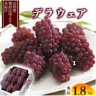 種無しぶどう「デラウェア」約1.8kg (8～16房) 2025年産 秀品