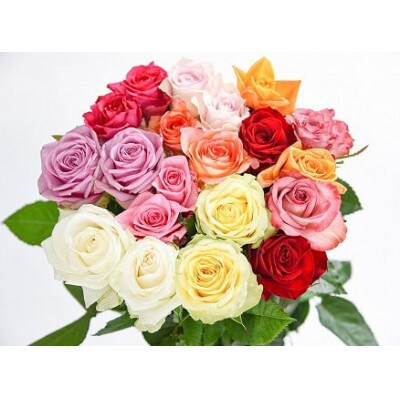 【色お任せ5色以上※10品種】薔薇の花20本×長さ60cm(切り花延命剤付属)※ 配送不可沖縄・離島