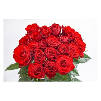 【赤系】薔薇の花 20本×長さ60cm (切り花延命剤付属)※ 配送不可 沖縄・離島